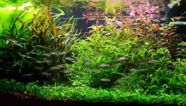 Lot pour aquarium de 100 plantes en 14 variétés +20 gratuites