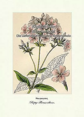 Rispige Flammenblume Staudenphlox Sperrkrautgewächse Asteriden Vilmorin A4 157