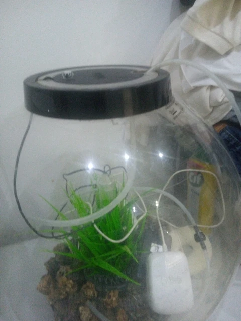 biorb fish tank 30l