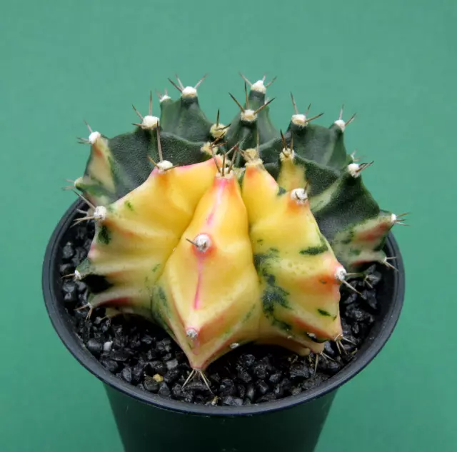 Gymnocalycium friedrichii variegata, 6,5 cm große ältere Pflanze (34)