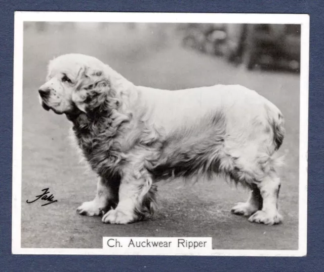 CLUMBER SPANIEL - Original CHAMPION DOGS 1930's Photographic Cigarette Card