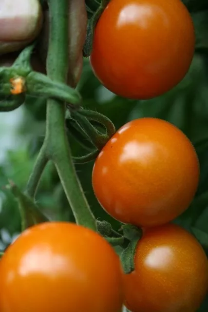 Vegetable - Cherry Tomato - Sungold F1 - 10 Seeds