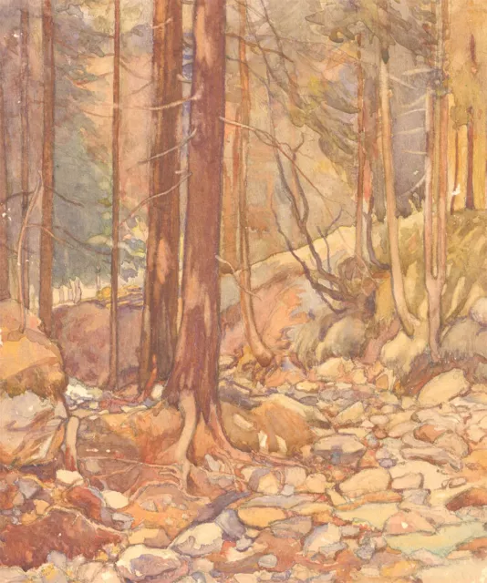 Mid 20th Century Watercolour - Woodland Forest