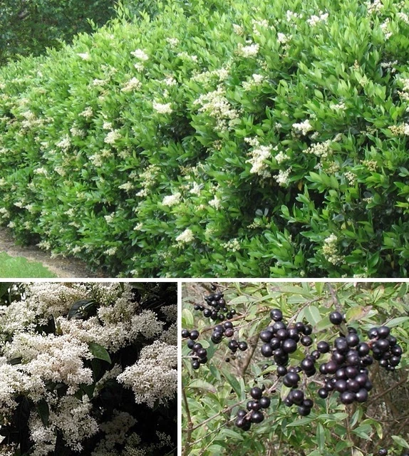 JETZT PFLANZEN LIGUSTER Ligustrum ovalifolium immergrün winterhart