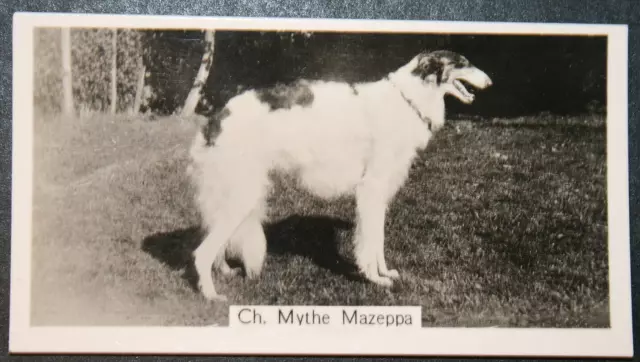 BORZOI   Show Champion  Vintage 1930's Photo Card  XC28M