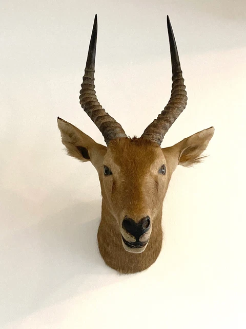 Trophée De Chasse / Massacre - Objet Déco Cabinet De Curiosité - Daté 1993