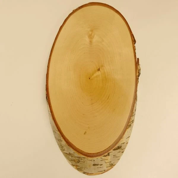 Abedul Ciervo Rojo Af 41 CM Placa Escudo de Trofeo Cornamenta Baumscheibe Nuevo