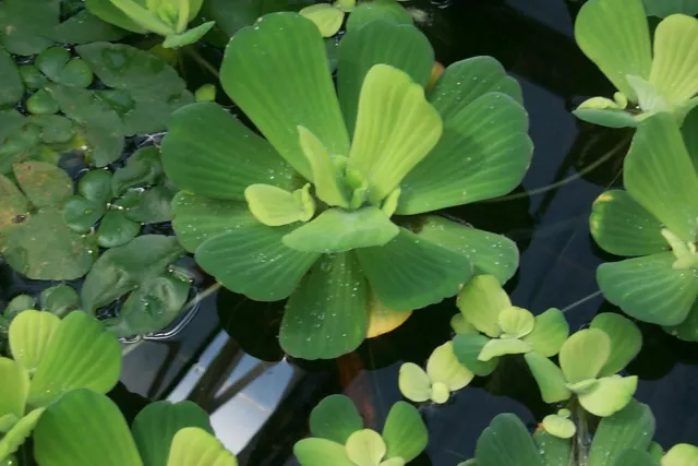 Lot 5 Plante Pistia 3/6cm Idéales Pour Bassin Aquarium Refuge Alevin Aquascaping