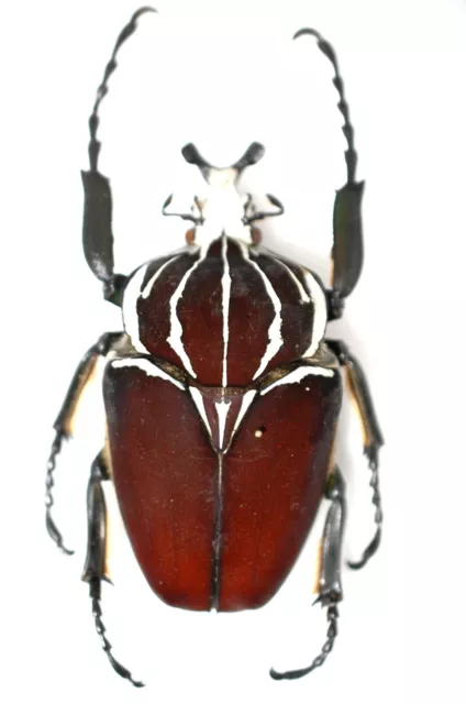 Goliathus goliathus !!  from North Lake Kivu Zaire 100mm
