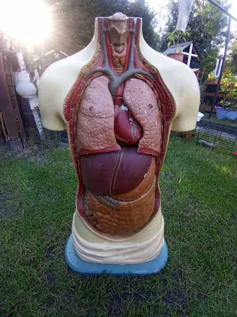 Anatomischer Torso Körper Gips älteres Modell Anatomie