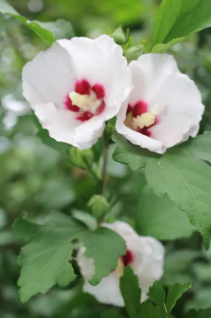 20 White Rose of Sharon Hibiscus Flowering Shrub Seeds Cold Hardy to 10 degrees.