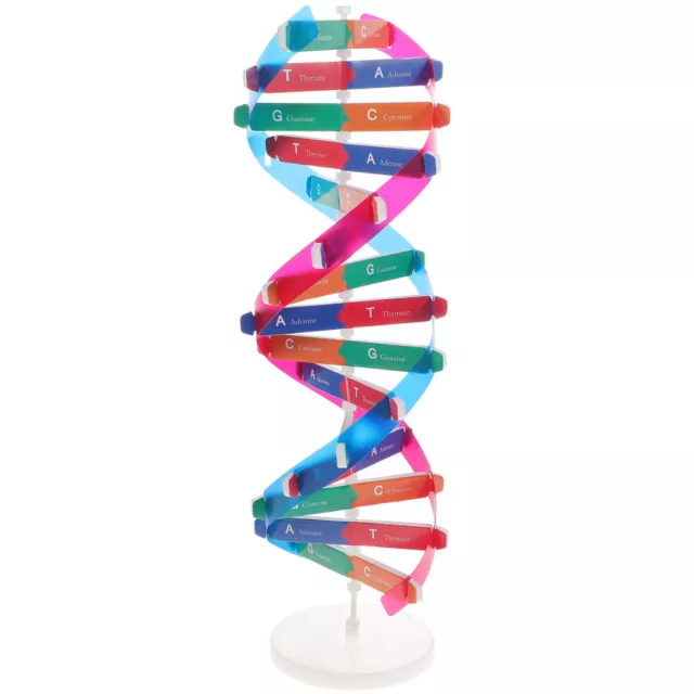 DNA-Displayständer Puppe Männchen Körper Stand Arbeit Student Schmücken 2
