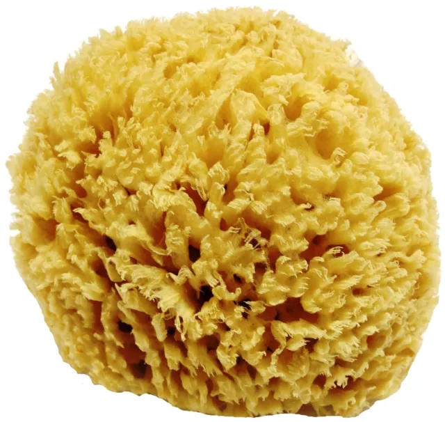 Luxurious Soft Greek Unbleached Honeycomb Natural Sea Sponge for Bath and Shower