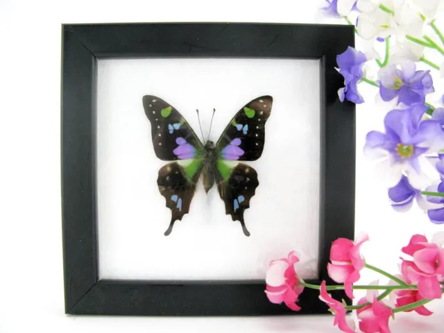 Weiskei - beautiful real butterfly prepared - framed- museum quality