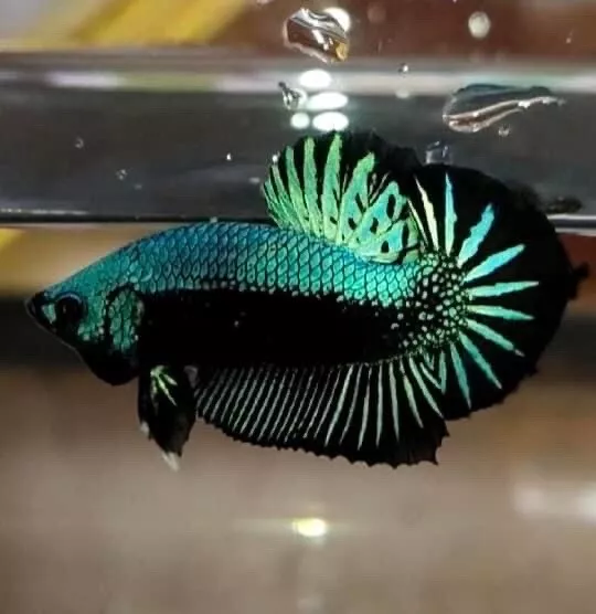 Green Samurai HMPK Male Betta | USPS Priority |