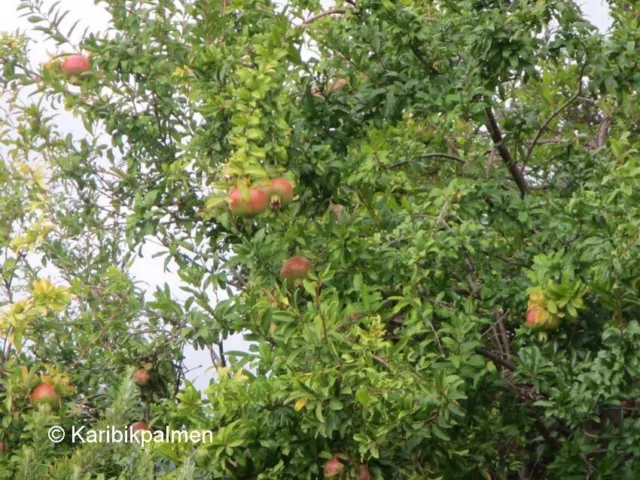 Punica granatum 'Hicaz'- Granatapfelbaum - Pflanze 150-170cm -12° Frost 3