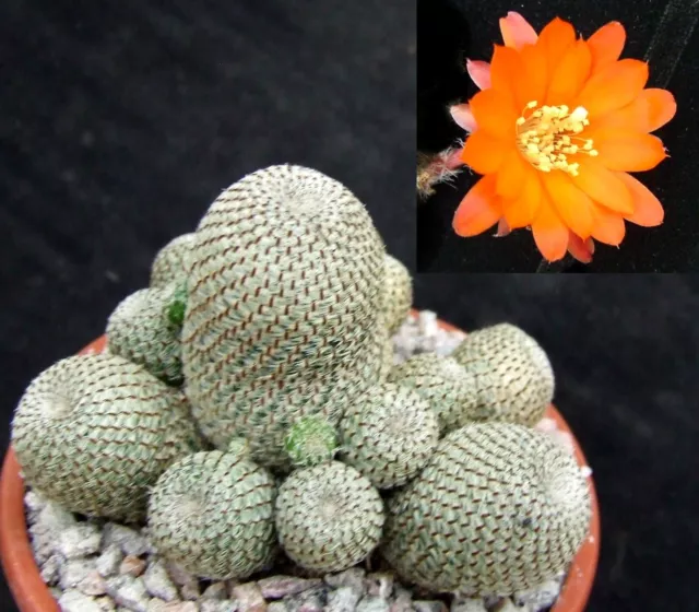 Rebutia Heliosa choice clustering flowering-size 7cm collectors Bolivian cactus