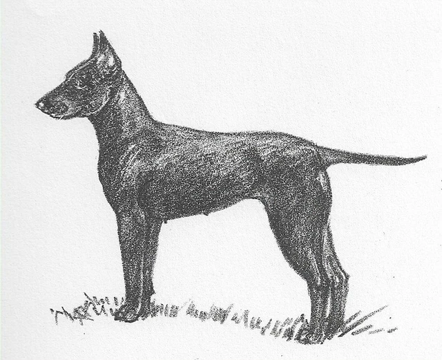Manchester Terrier - CUSTOM MATTED - 1962 Vintage Dog Art Print - Cook