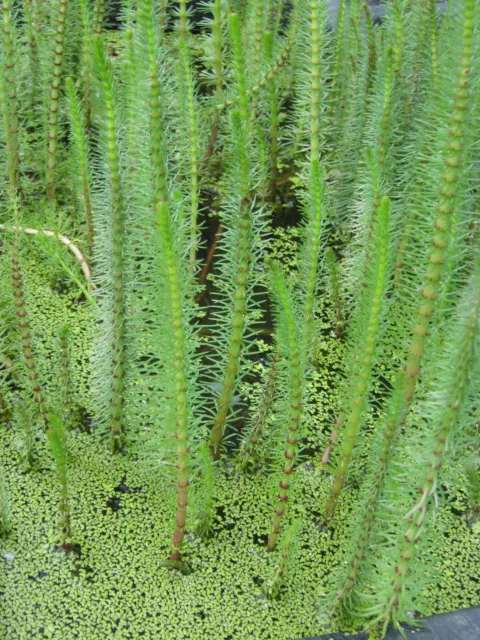 Tannenwedel, Hippuris vulgaris Teichpflanzen Teichpflanze Sumpfpflanze
