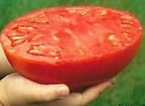 Super Steak - Tomate Géante, Fruits De Plus De 3 Kg, 50 Graines + Gratuit