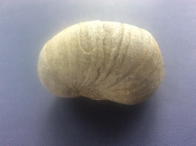Rock Fossil Yorkshire Coast Jurassic Gryphaea Arcuate Devils Toenail 60 mm Lot13