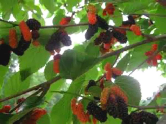 Grow Your Own Black Mulberry Tree's! 20 Seeds YUMMY! COMB. S/H- SEE OUR STORE