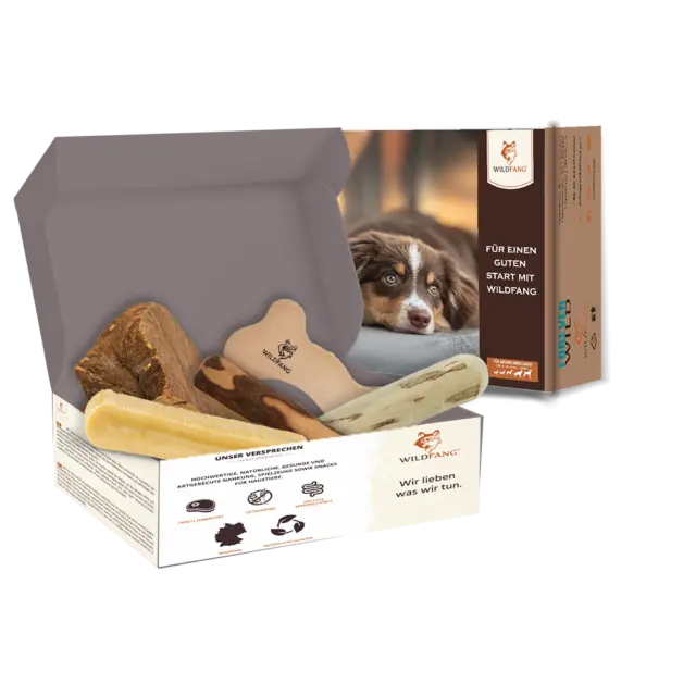 Paket Kauspass - Set für Hunde - Spielzeug Leder Holz Knochen Hund