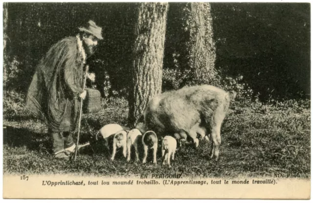 Cochon Truffier. Avec Ses Porcelets. L'aprentissage. En Perigord.