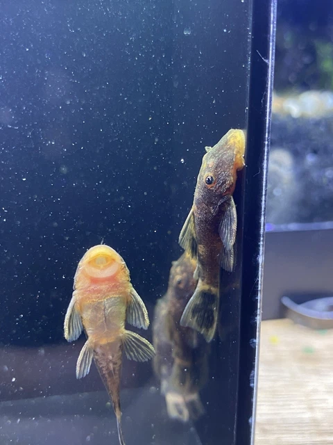 super red calico bristlenose pleco 1”-1.25” (read description)