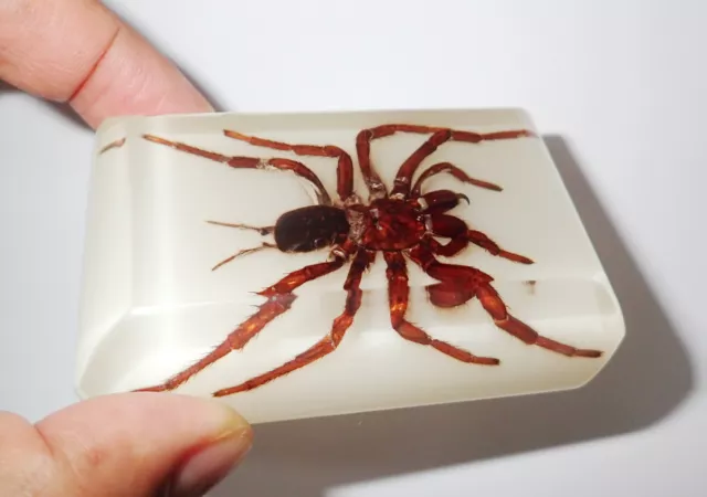 Insect Large Cabochon Tarantula Spider Rectangular 86x54 mm on white bottom 3