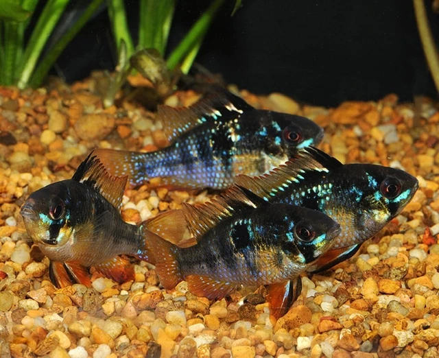 1 Pair Live Juvenile Jet Black Ram Cichlid Premium Freshwater Tropical Fish A+++