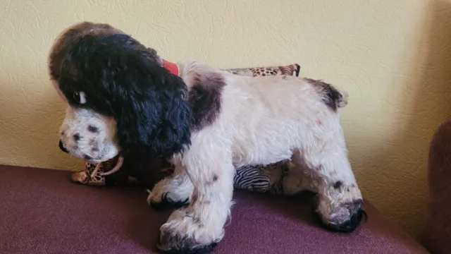 Alter großer Steiff Hund Cockerspaniel Cockie 50/60er Jahre, Riesig