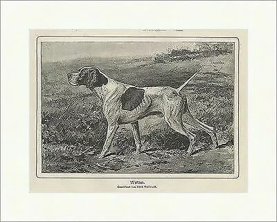 Hervorragende Hunde des Zwingers -Klosterhof- Wotan Hühnerhund Waidmann 0266