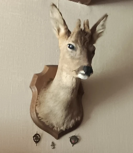 Trophée De Taxidermie - Tête D'impala Majestueuse - Grand Modèle - Occasion - Livraison Gratuite