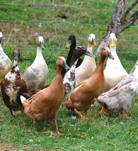 6 x Mixed Colour Indian Runner Duck Hatching Eggs Fertile FREE SHIPPING