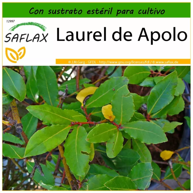 SAFLAX  - Laurel de Apolo - 6 semillas - Con sustrato - Laurus