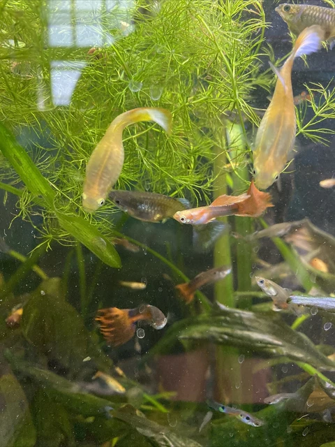 10 Assorted Fancy Guppies Freshwater Aquarium Live Fish Educational Kids