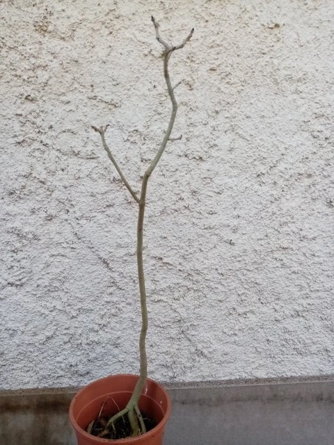 Bonsai - Pré bonsai frêne