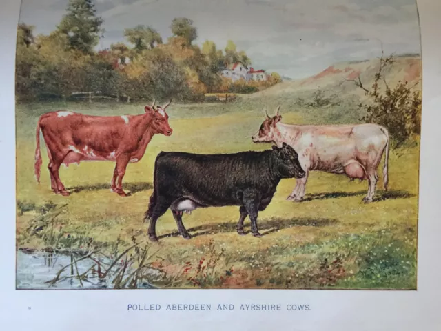 Antique Print C1910 Polled Aberdeen And Ayrshire Cows Cattle Farming Scotland