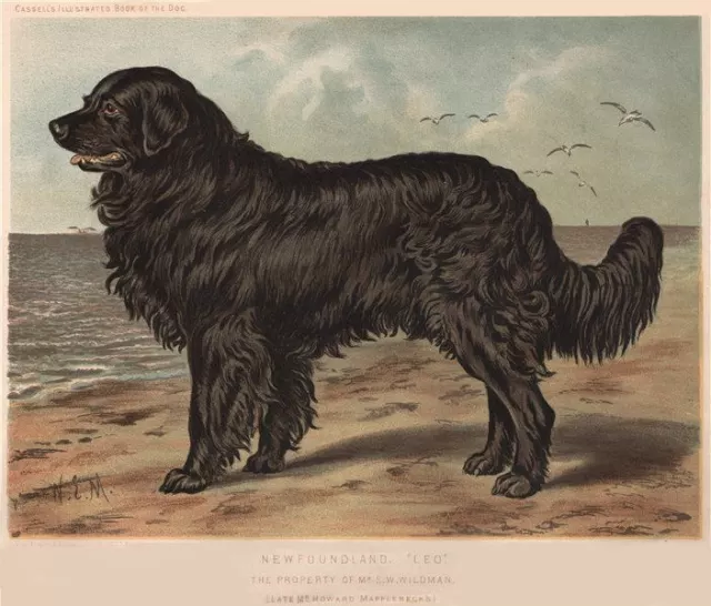 DOGS. Newfoundland, "Leo" 1881 old antique vintage print picture