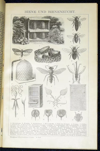 BIENE BIENENZUCHT Imkerei Holzstich & Text von 1894 – 130 Jahre ORIGINAL  Aus: B