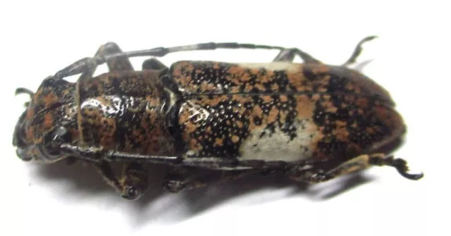 Q007 GNE | CL : Cerambycidae: Callimetopus capito 21mm