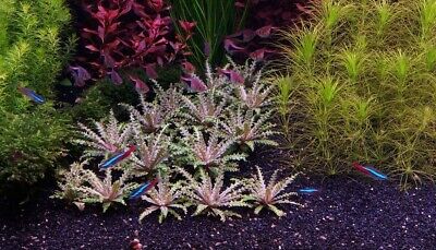 3 Red Downoi Plants Little Star! Live Aquarium Plants FREE S/H! Rare!!