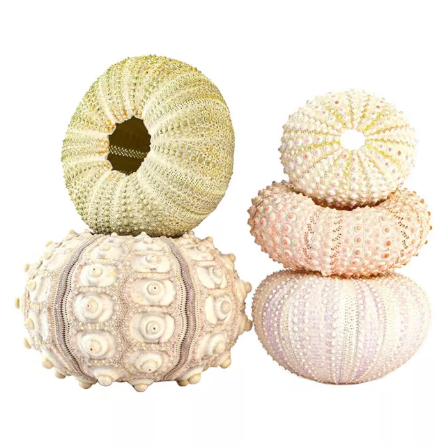 Shell Conch Coquillage Sea Urchin Air Pineapple Home Marine Decor (5pcs A) FR 2