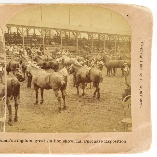 Louisiana Purchase Stallion Show Stereoview c1905 St Louis Worlds Fair A1847