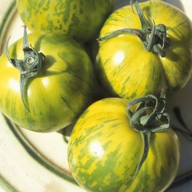 15 graines de tomate green zebra - méthode BIO / 15 seeds of green zebra tomato