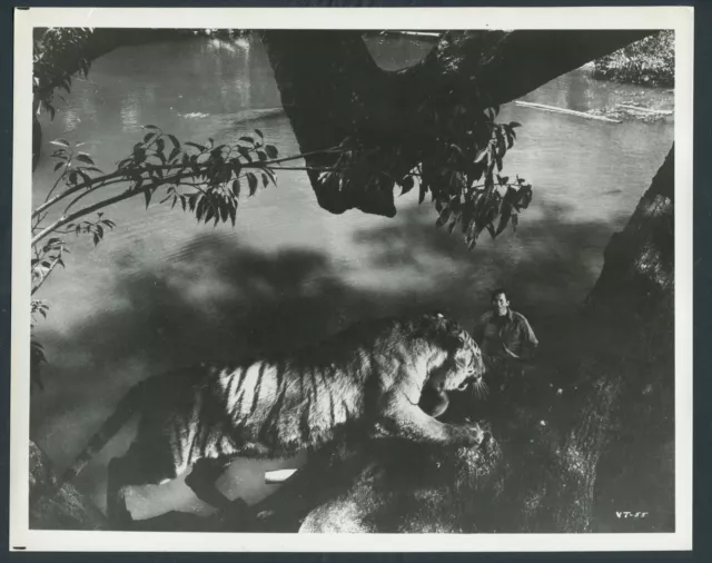 CLINT WALKER in Maya '66 TIGER in TREE
