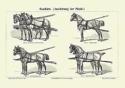 Geschirre & Zäumung Pferde Faksimile nach Stahlstich 1898 BBB  M5 M6