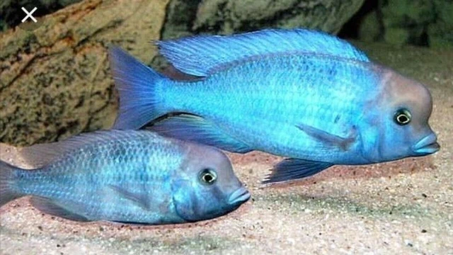 Blue Dolphin Cichlid (Cyrtocara moorii)- Live Freshwater Fish