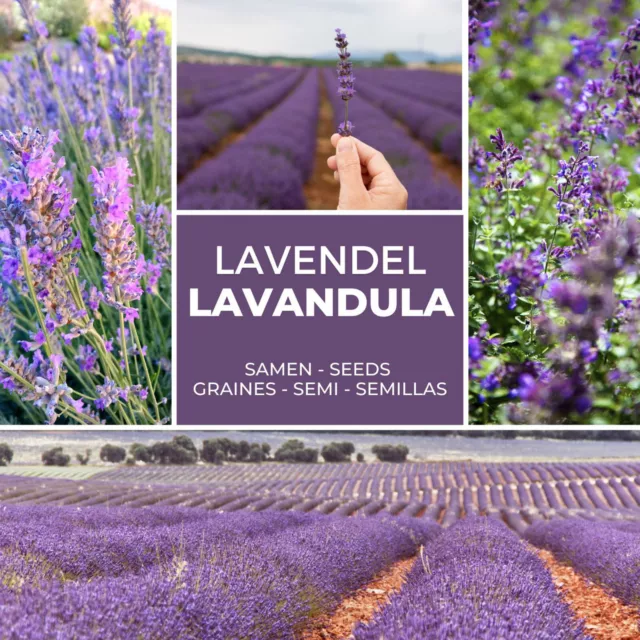 Lavande Graines Env. 150 Pièce - Lavandula Angustifolia - Pluriannuel / Hardy